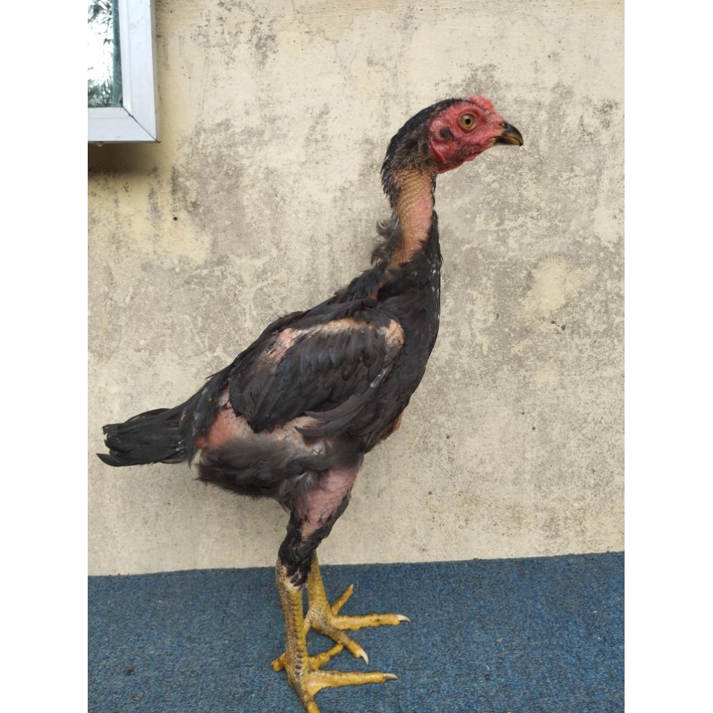 TELUR FERTIL AYAM PAKHOY ORI FULL BRAKOT