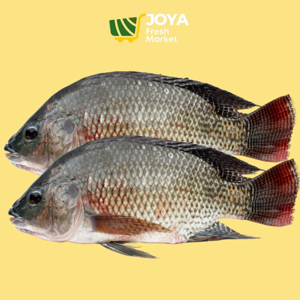 

Joya Fresh - Ikan Nila Segar/Ikan Nila Hidup/Seafood Segar/Ikan Air Tawar Segar
