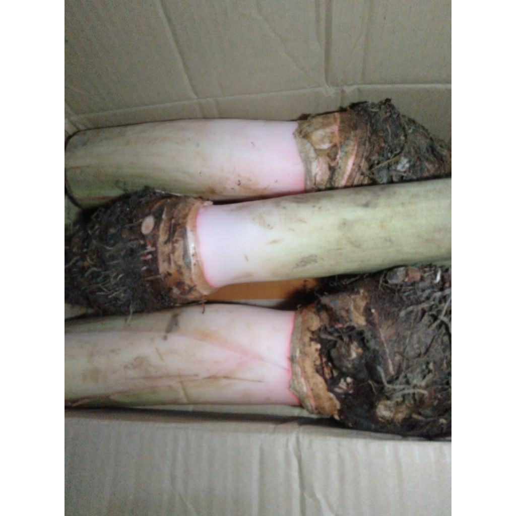 

Umbi Bentol Bentul talas segar