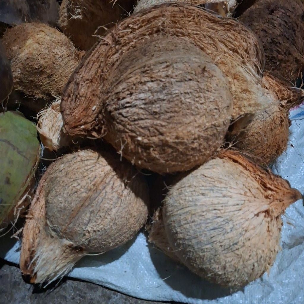 

Kelapa LOKAL Tua segarrrrr KUALITAS TERBAIKK