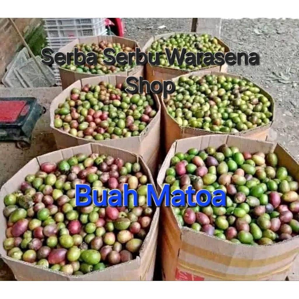 

Jual Buah Matoa fresh
