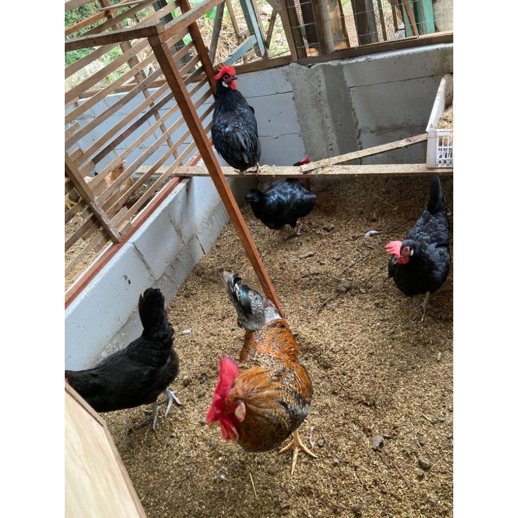 

paket telur tetas/fertil kpi reborn 5btr