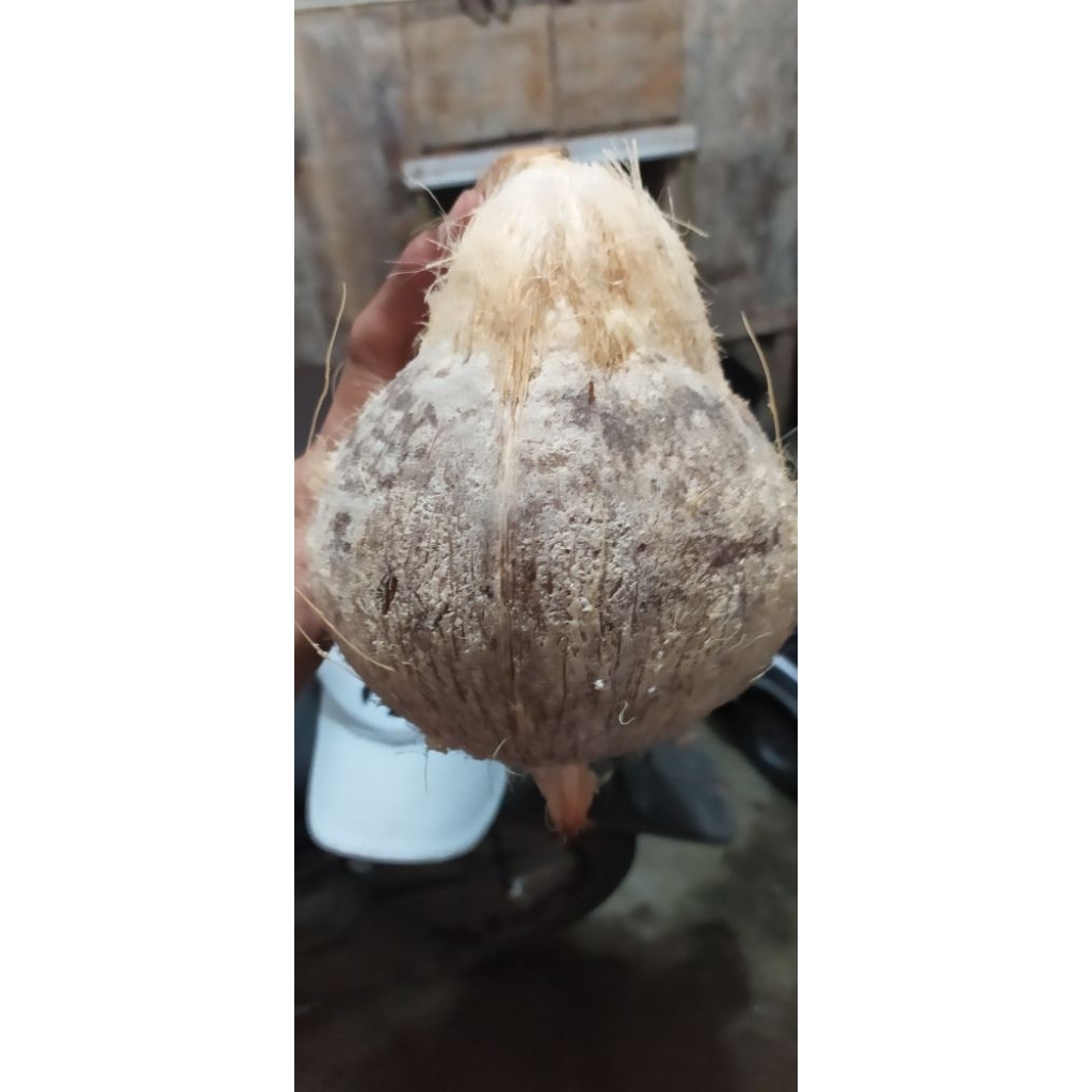 

kelapa tua