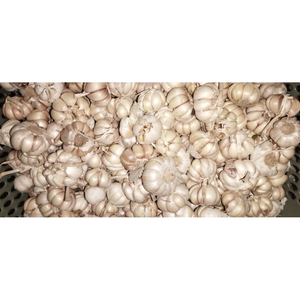 

bawang putih fresh pengiriman cepat