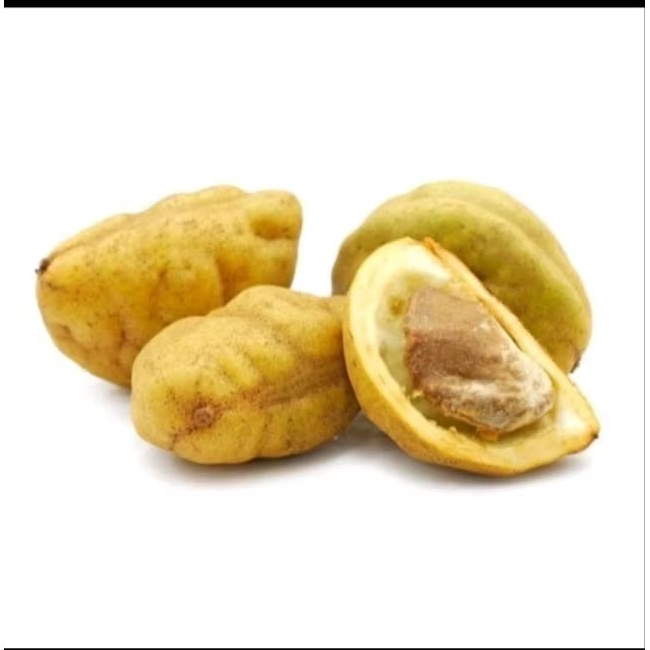 Bibit Buah Namnam | Sawo Pancukan | Buah Pukih