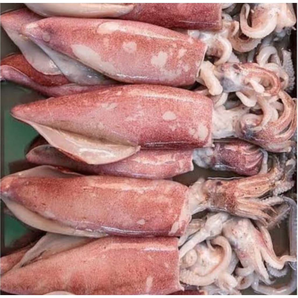 

cumi2 segar ukuran sedang 500gram bppn