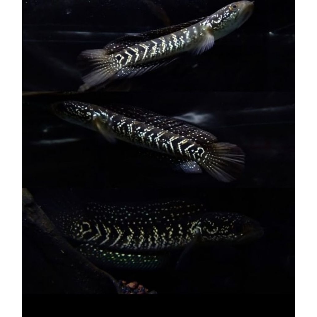 (GARANSI 100% ) CHANA ASIATICA WS Pure 8-12CM Rekondisi(COD BAYAR DI TEMPAT)