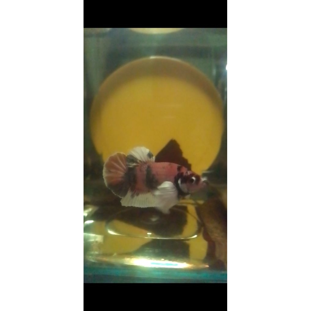 Dumbo ear bonsay line Dumbo ear multy