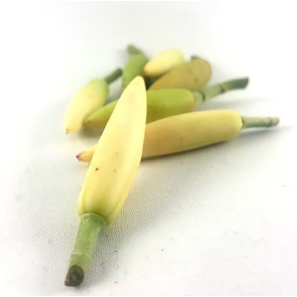 Bunga kantil asli fres