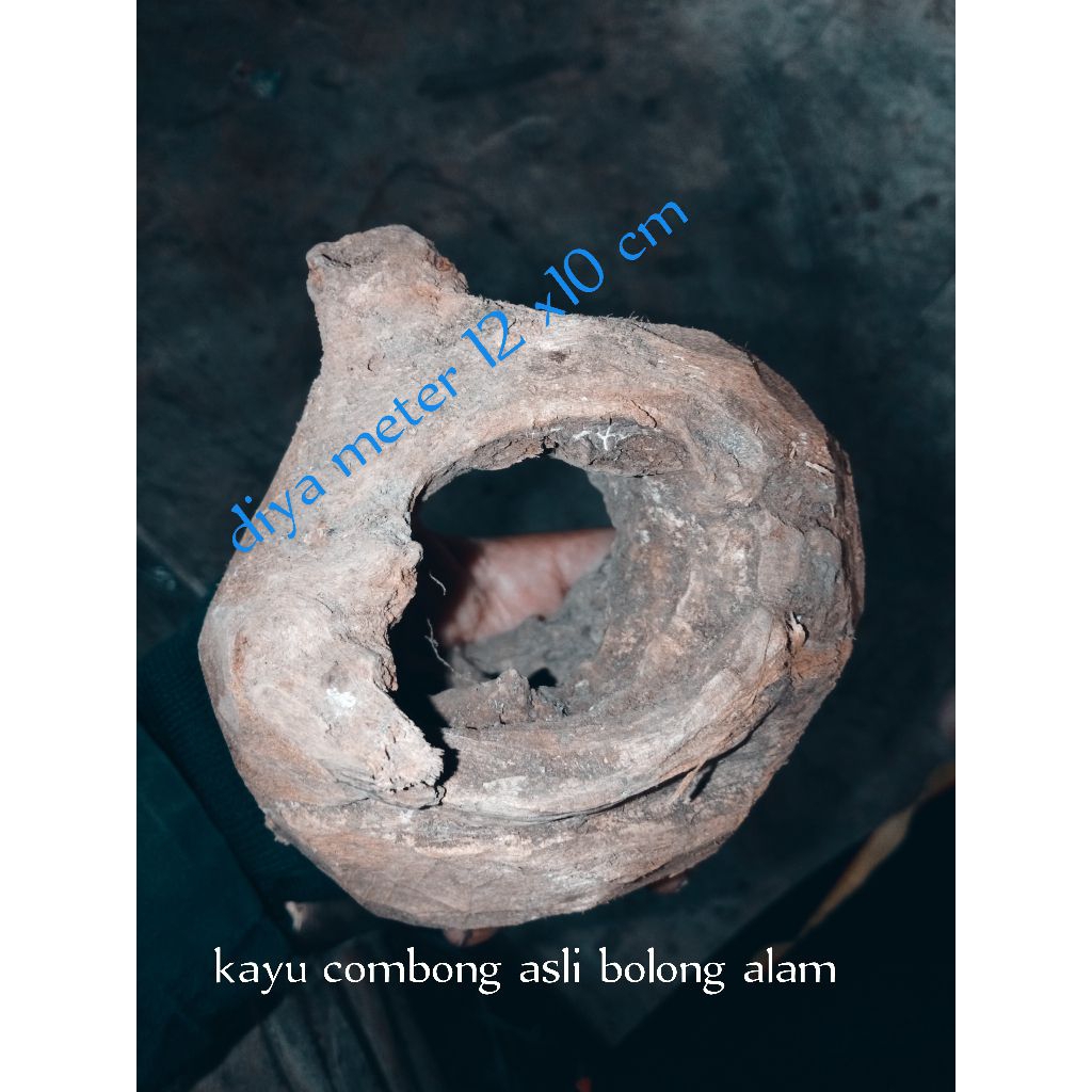 kayu bolong combong asli bolong alami alam
