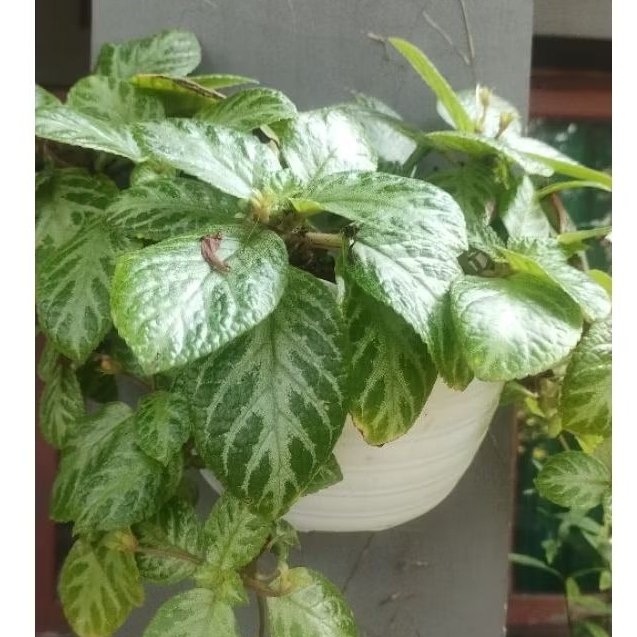 epicia hijau rimbun, epicia hijau