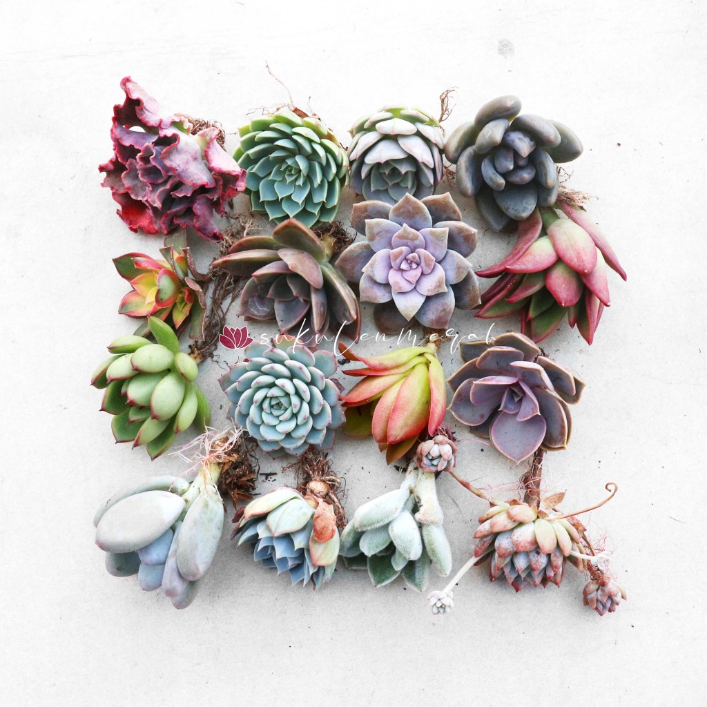 PILIH Kaktus Sukulen gratis POT Sekulen skulen makan echeveria mini tanaman hias cactus asli