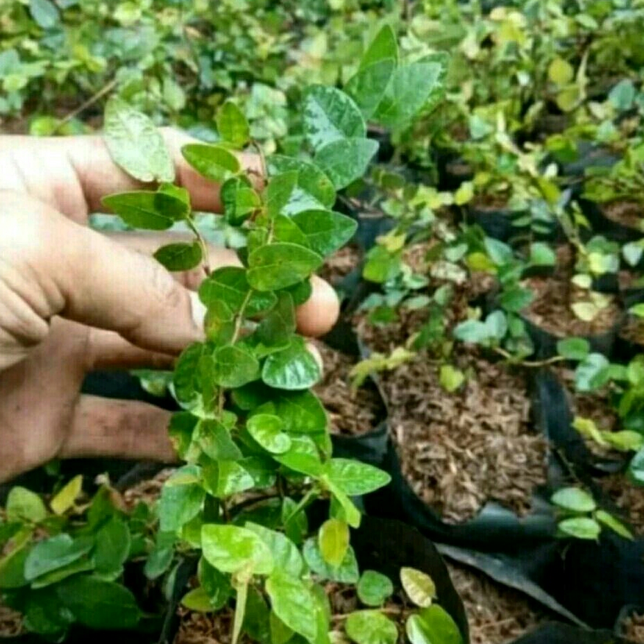 Tanaman Hias merambat dinding/bibit Tanaman Hias Daun dolar keci