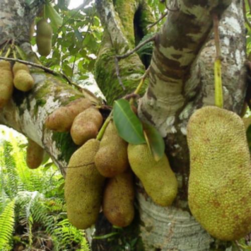 Bibit Cempedak Guling Valid 100% Original Binjai Sumatra