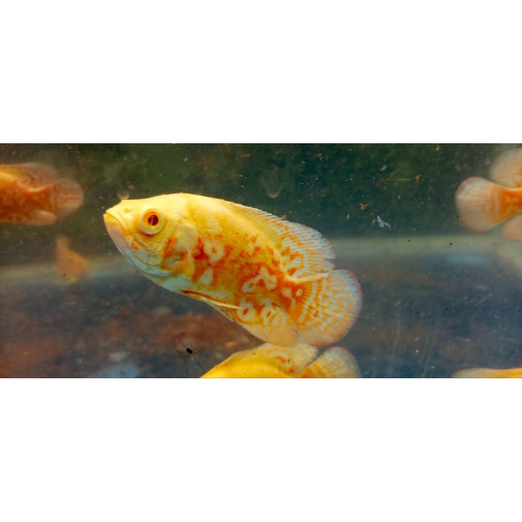 Oscar nemo good marking