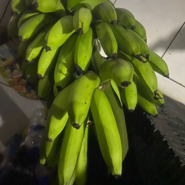 

Buah Pisang Mentah FLT OCK 1ons Pisang Bangkaulu
