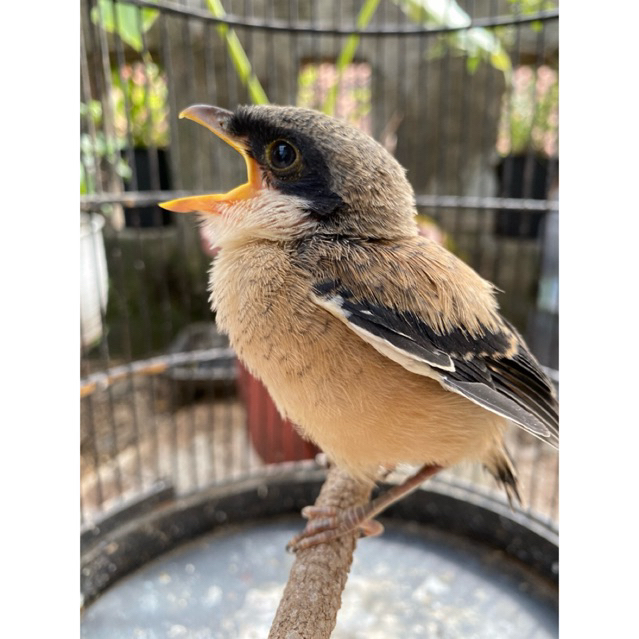 Pentet Jatim Ponorogo Trotol Cendet Trotol Jantan