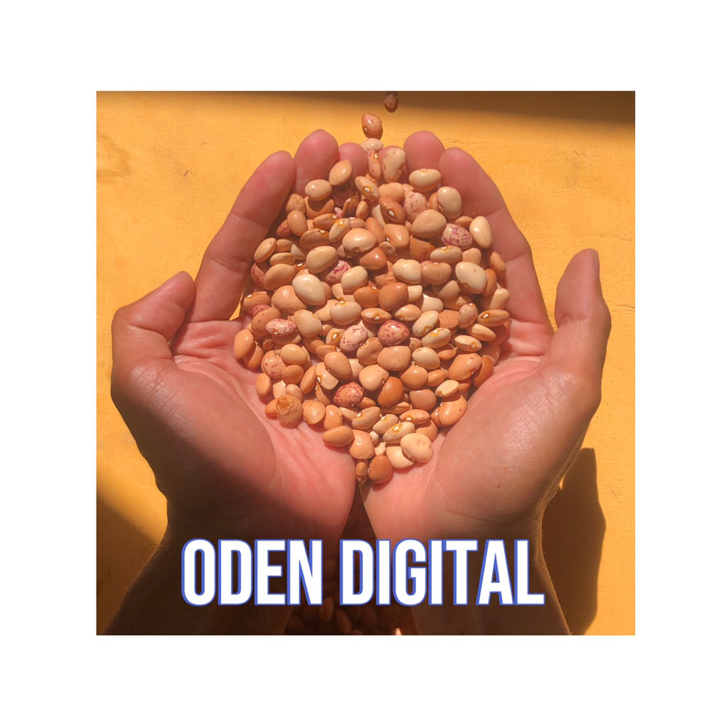 

BIJI KACANG PINTO / KOMAK KERING BAYAN 500gr