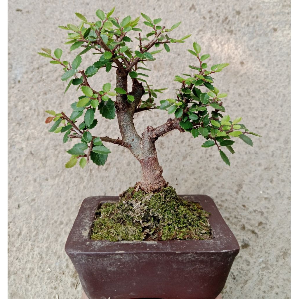 bonsai Ulmus micro