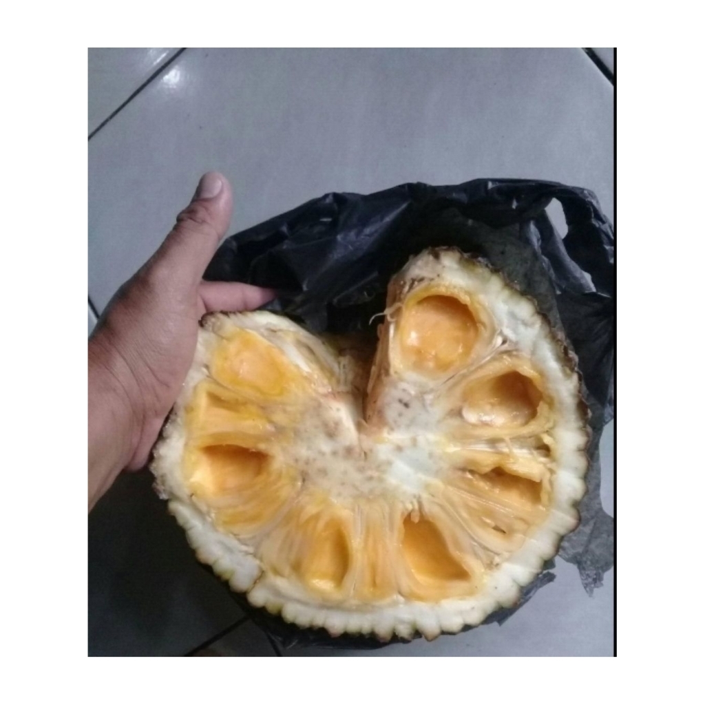 

Nangka matang utuh belum kupasan