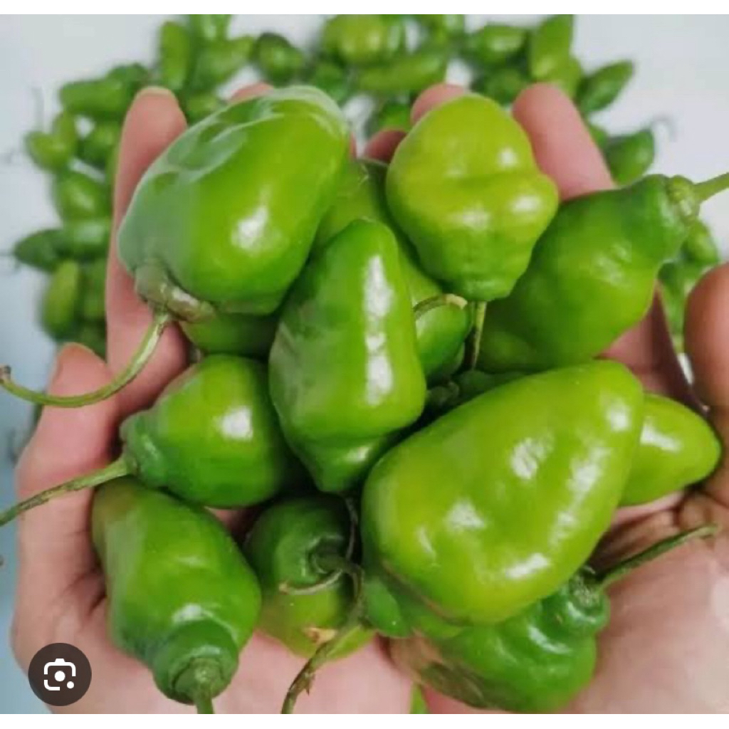 

CABAI / CABAI GENDOT SEGAR / CABE DIENG / CABE GENDOT / CABE GENDUT SEGAR