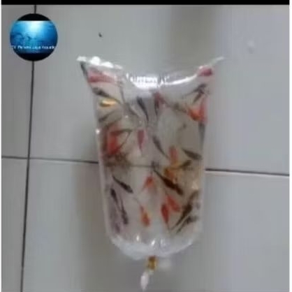 Ikan Mas Pakan Predator Hiasan Aquarium