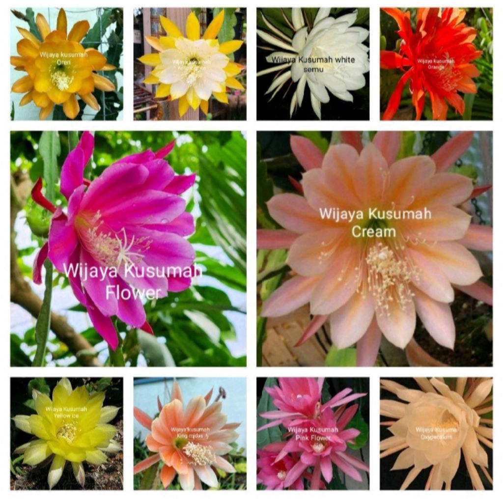 Tanaman hias gantung paket 10 Wijaya Kusumah macam bunga