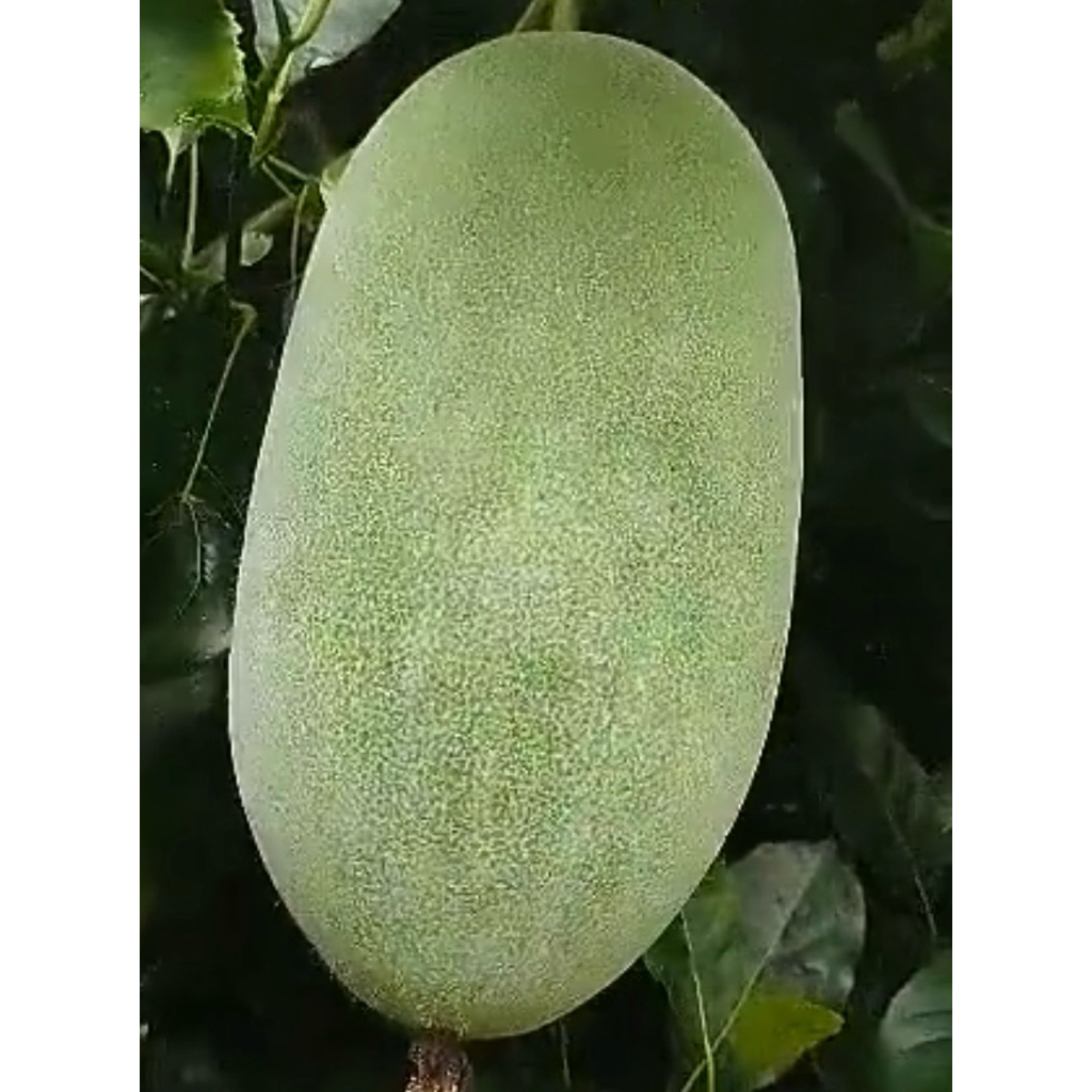 

PROMO COD BUAH BLIGO / BUAH KUNDUR / WINTER MELON 2 - 2,8 KG
