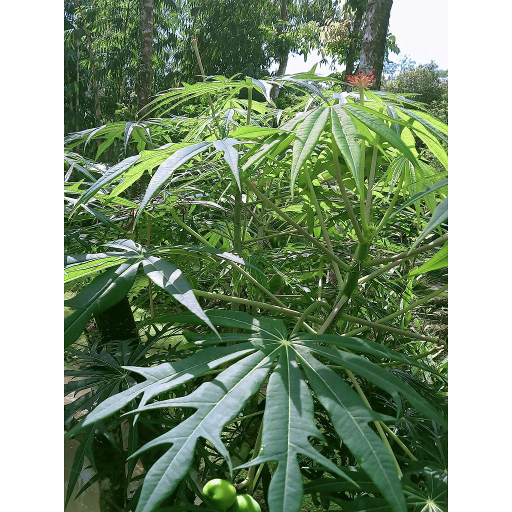 

Daun betadin segar langsung petik 1kg