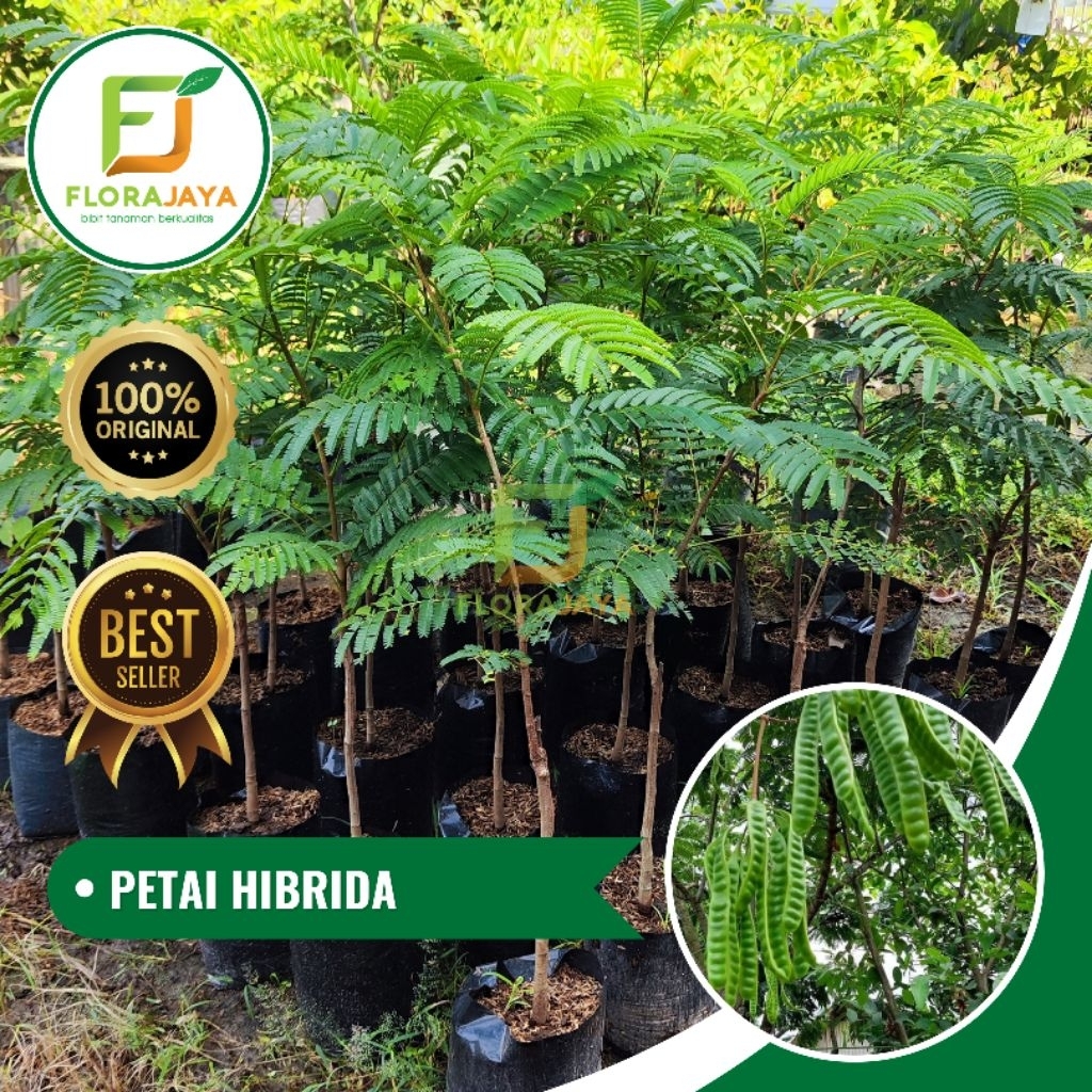 BIBIT PETAI HIBRIDA OKULASI