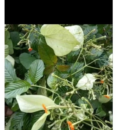 

Daun kingkilaban obat herbal 100 grm