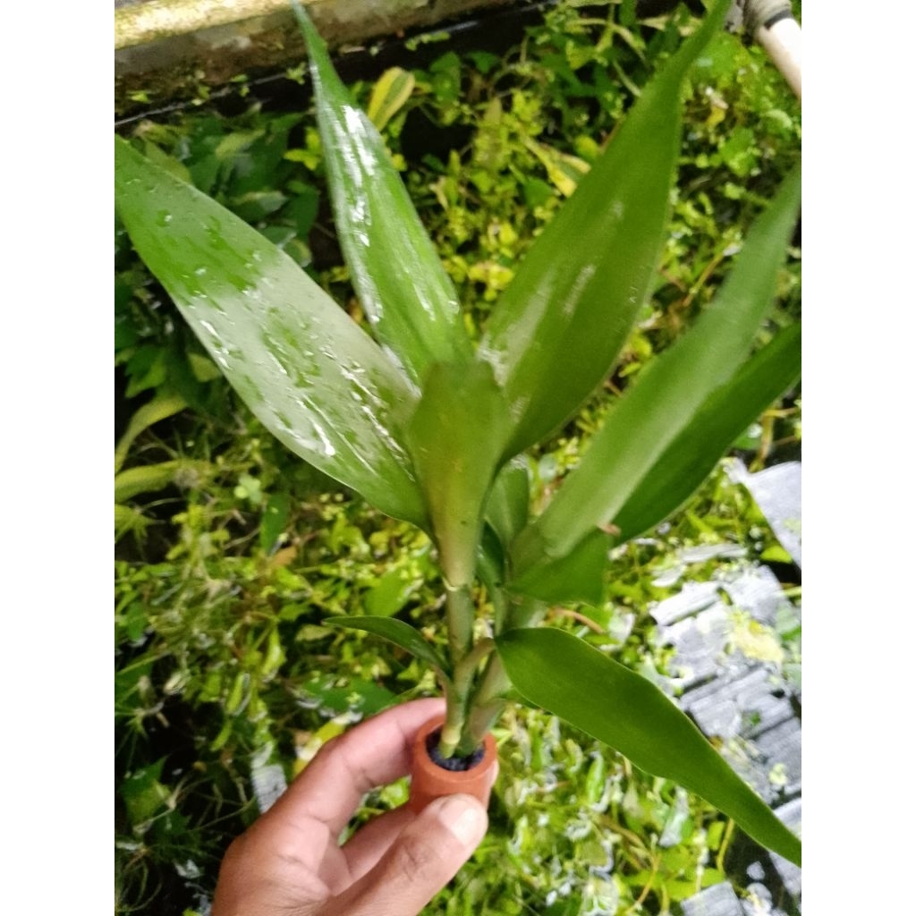 bambu hoki air -bambu Air hijau media pot tanaman hias