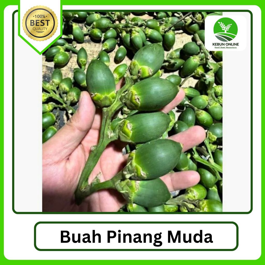 

Buah Pinang Muda Segar [500g]