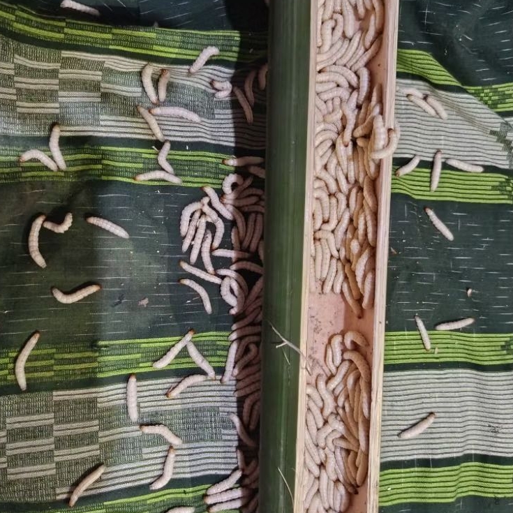 Cangcilung Ulat Bambu (cilung) 40 Ekor dijadikan 2 tabung