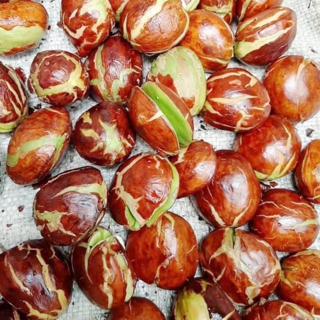 

Jengkol Tua Muda Segar Jengkol Fresh 250 Gram