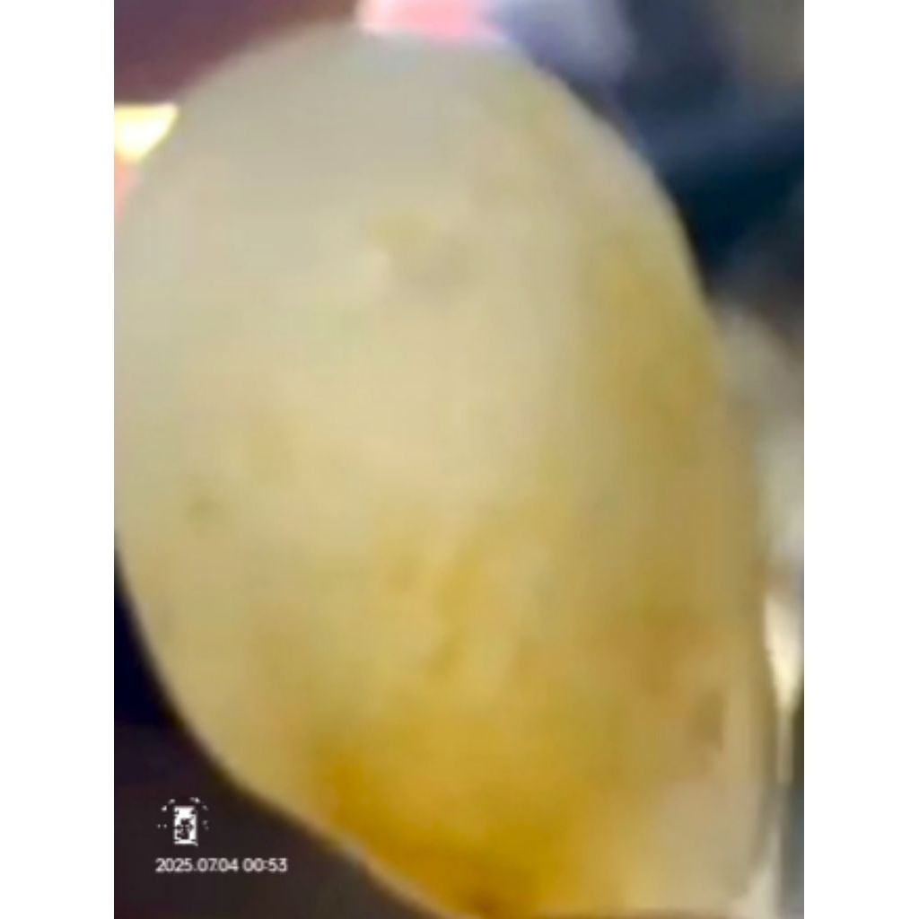 natural mstka banyu urip