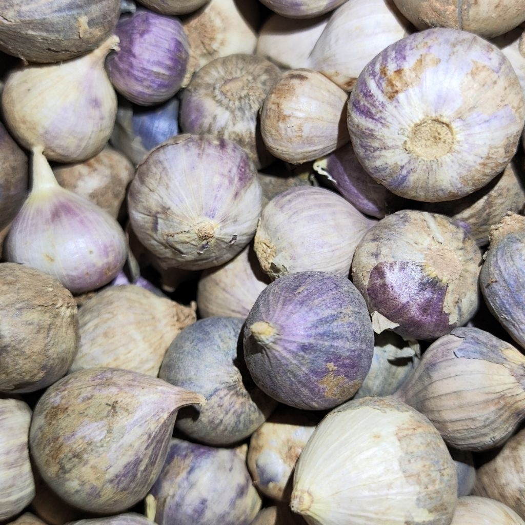 

Bawang Lanang / Bawang Putih Tunggal