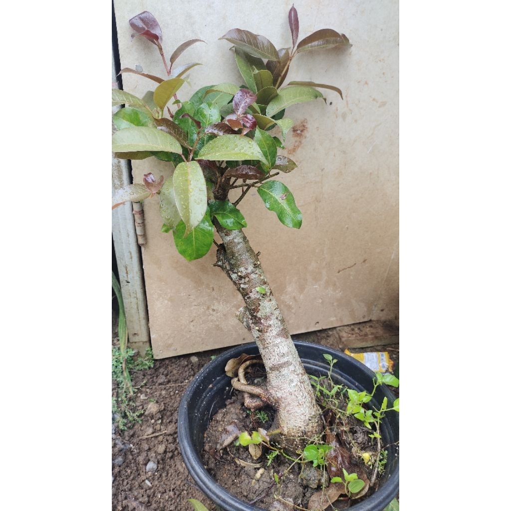 bahan bonsai ficus beringin Bunut preh realpic sesuai gambar
