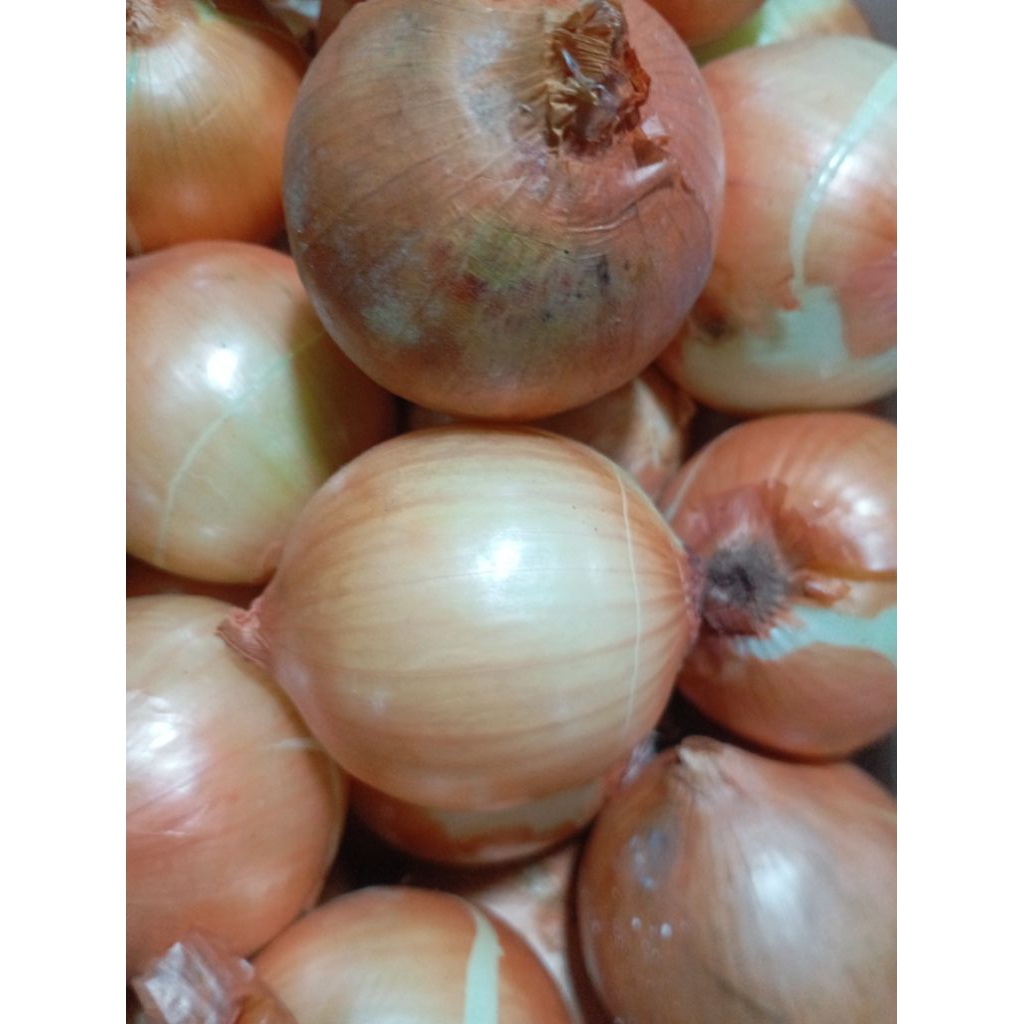 

BAWANG BOMBAY BOMBAI