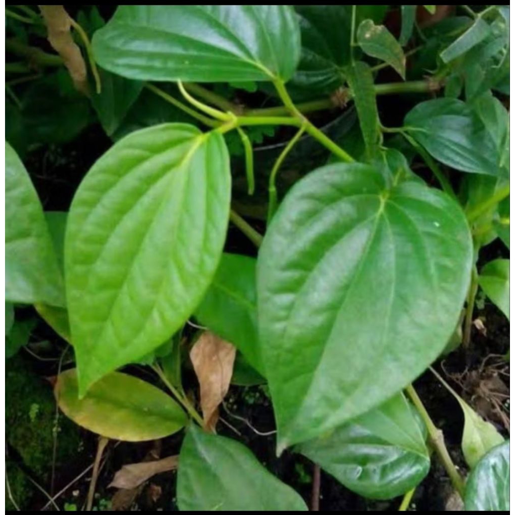 

Daun sirih segar 10lembar Rp:5000