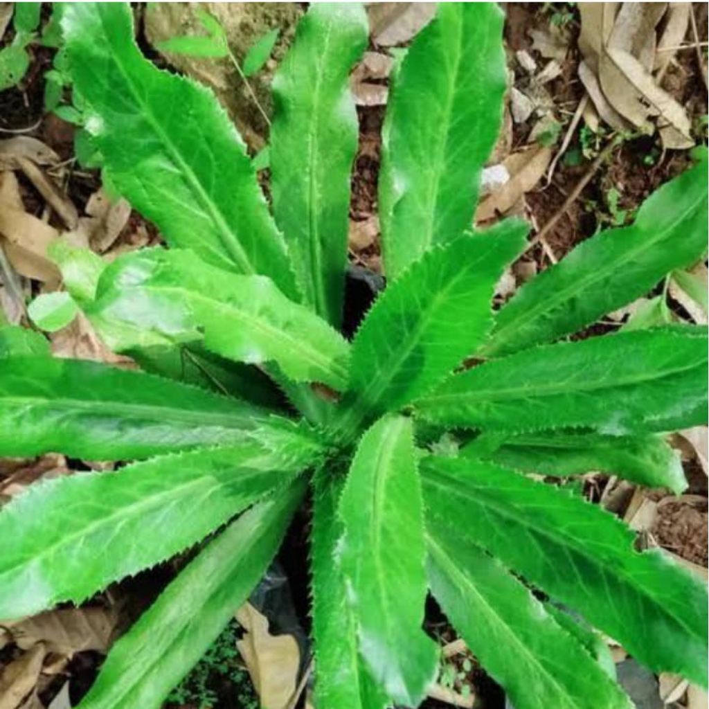 

daun walang sengit 100gr