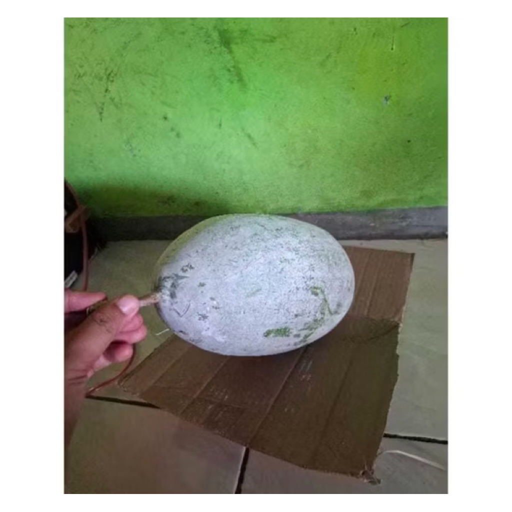 

[ PAKET 2 - 2,5 KG ] BUAH BLIGO / BUAH KUNDUR / WINTER MELON
