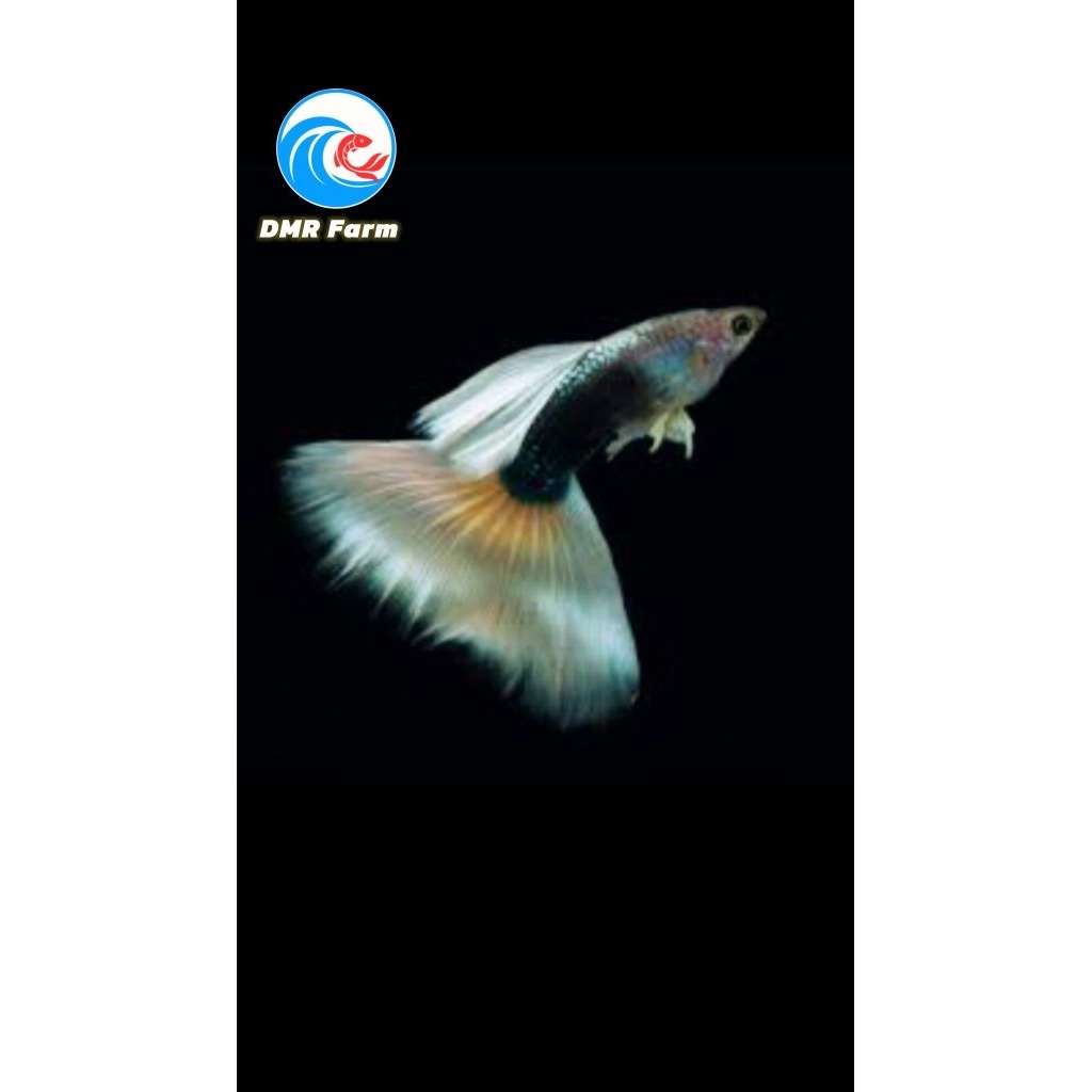 guppy HB white