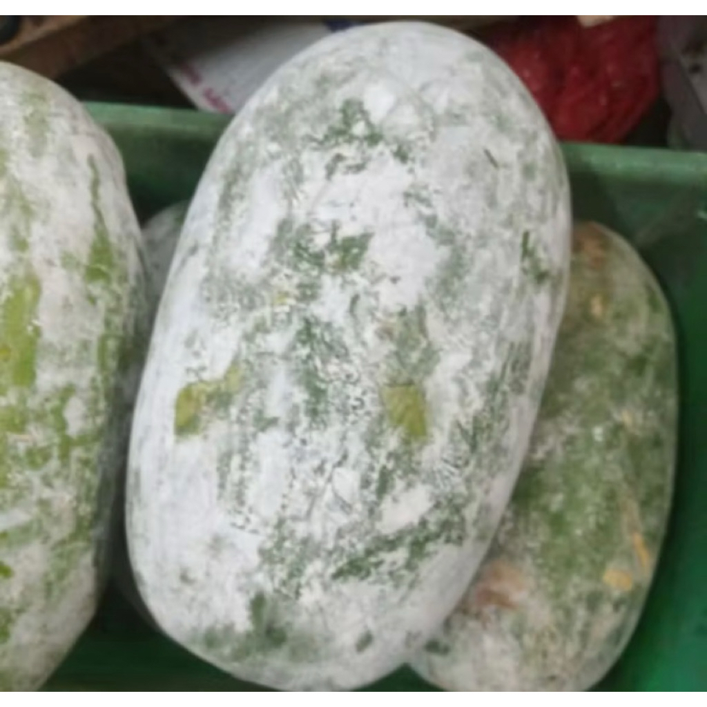 

buah bligo atau buah kundur atau winter melon 1 - 1,5 kg (bergaransi)