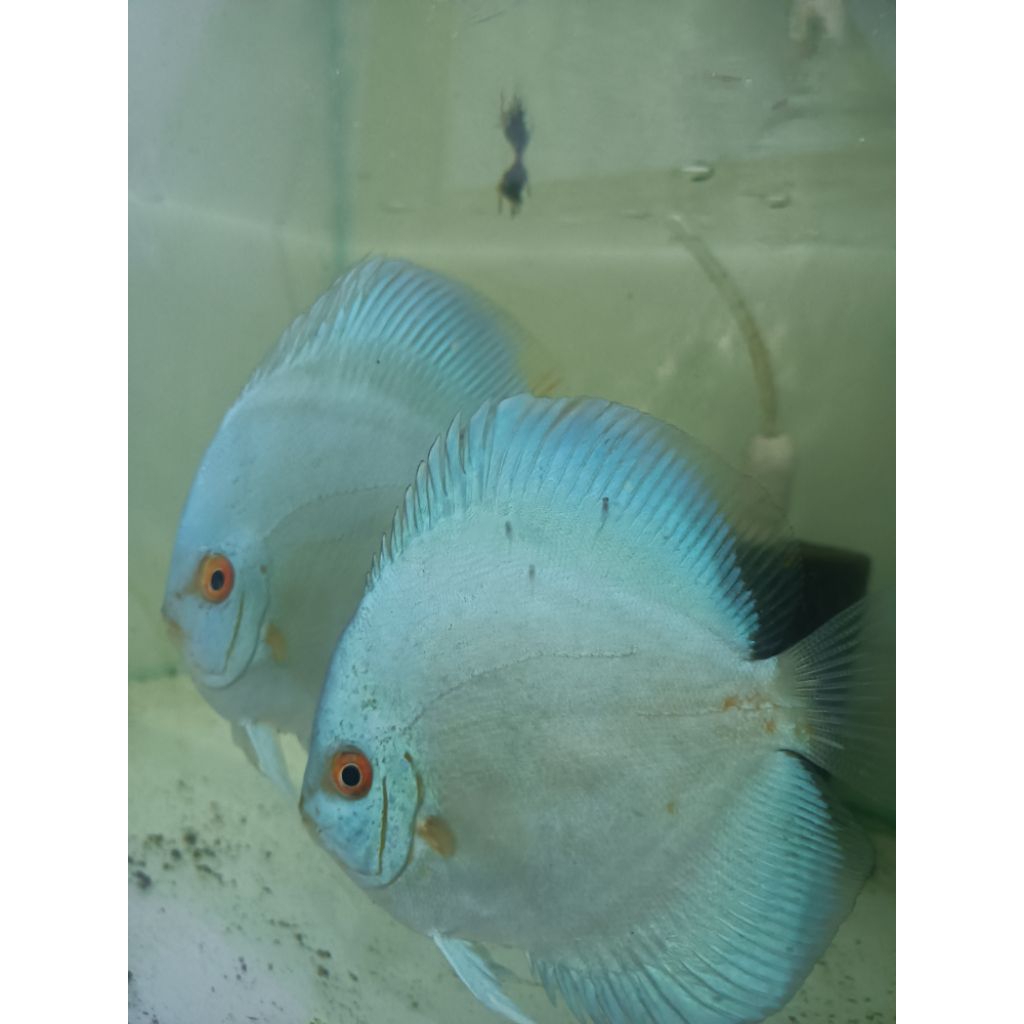 DISCUS BLUE DIAMOND