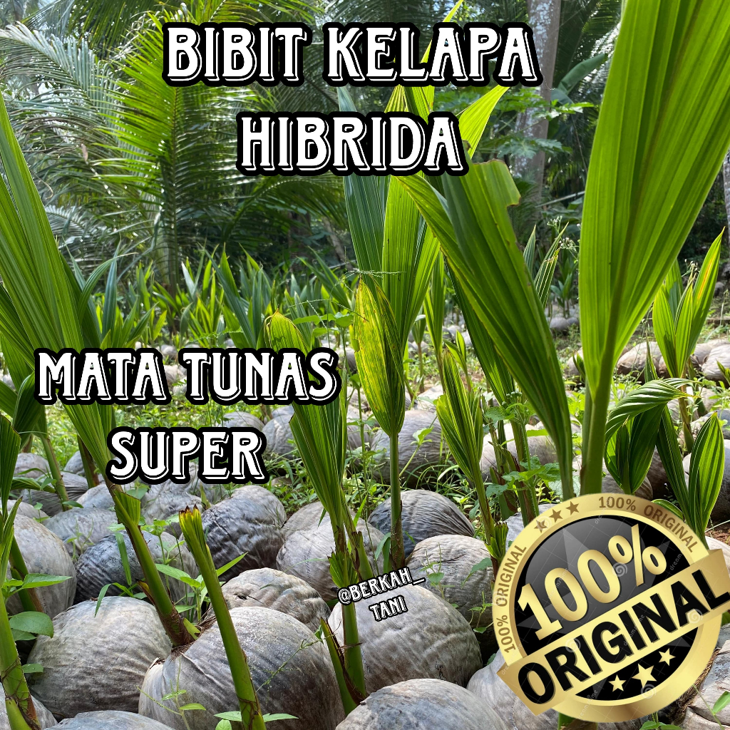 BIBIT KELAPA HIBRIDA SUPER GENJAH