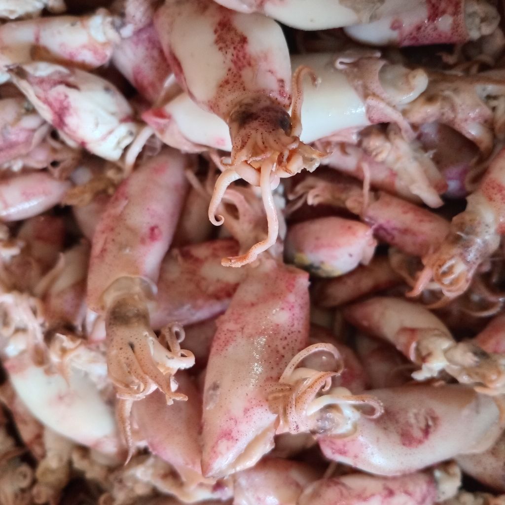 

IKAN ASIN CUMI SOTONG 100gram