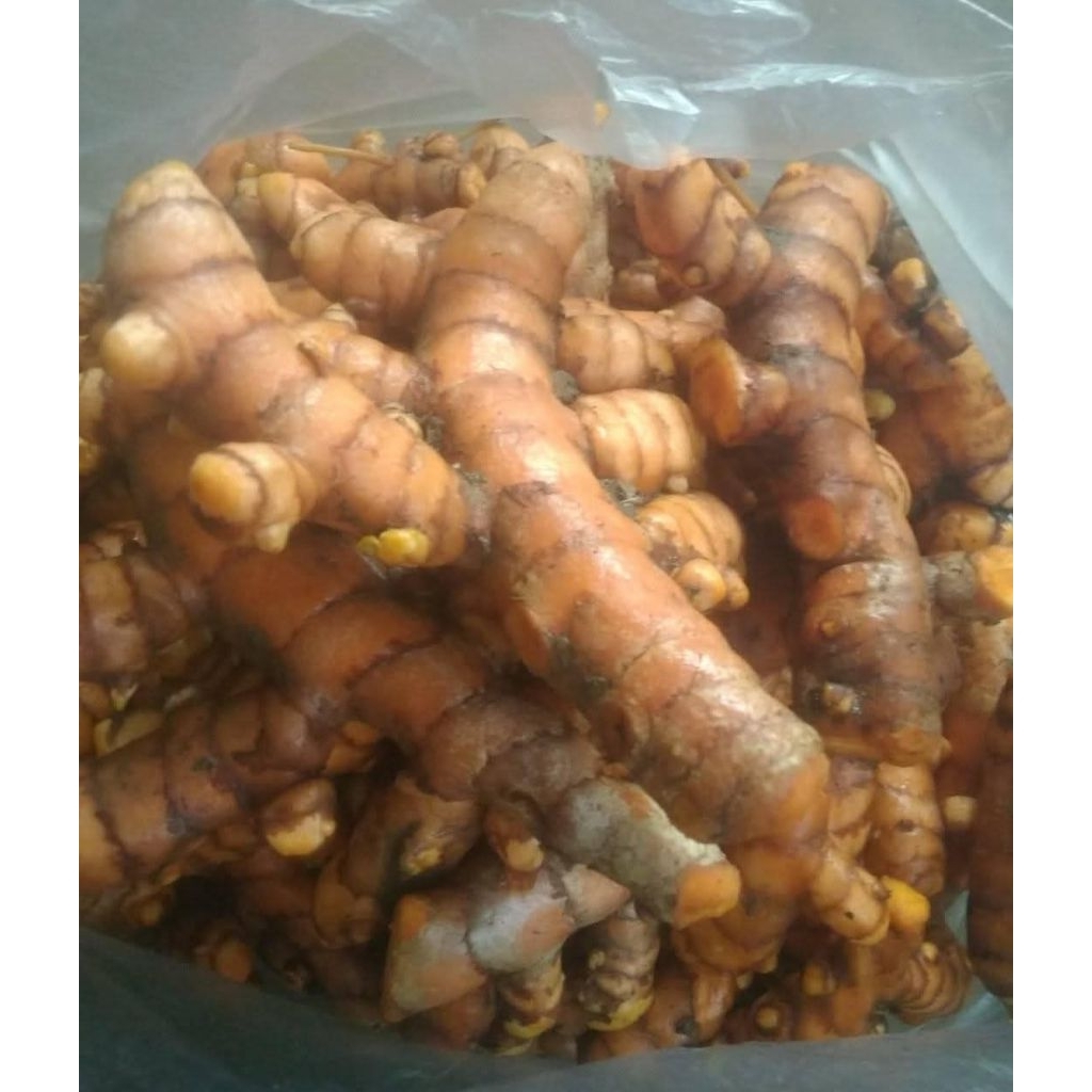 

Kunyit / Kunir segar 1kg