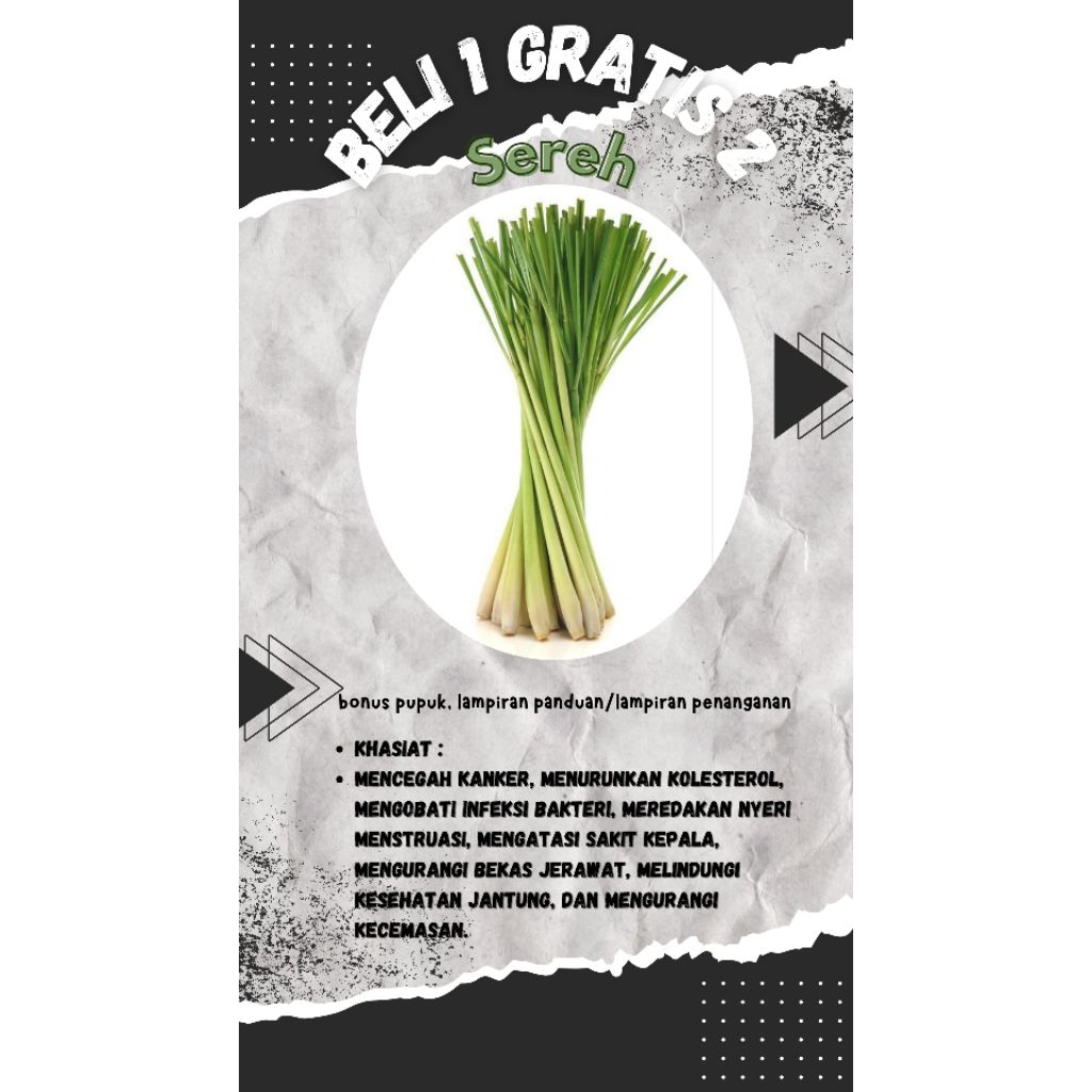 

promo beli 1 gratis 2 tanaman herbal sereh