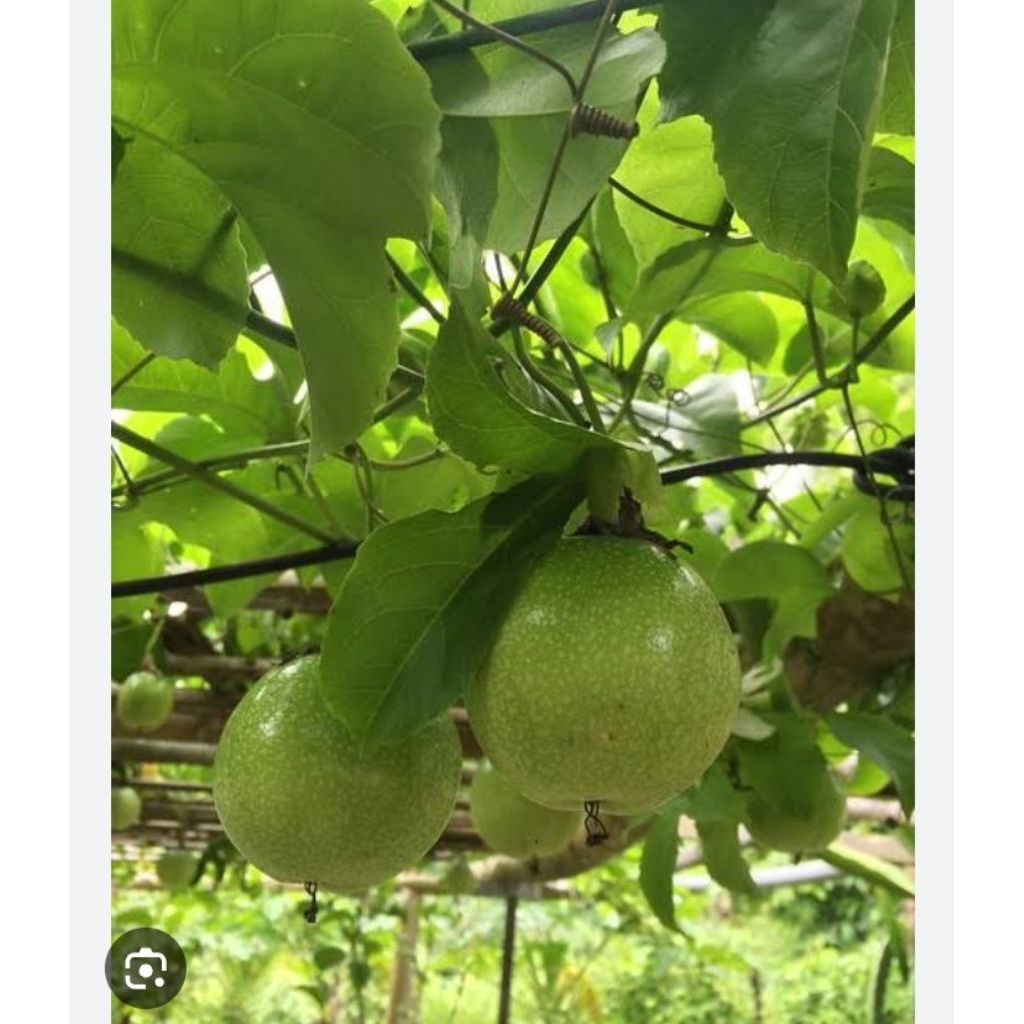 

buah markisa segar kemasan 1kg